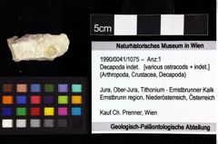 Foto (Objket + Etiketten) von Decapoda indet. 